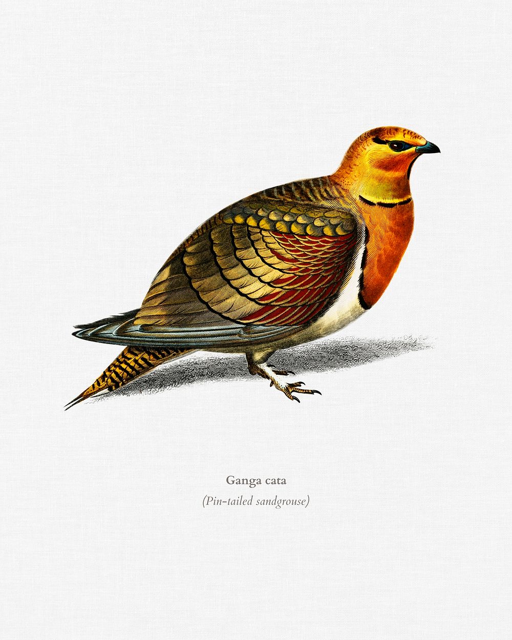 Pin-tailed sandgrouse (Ganga cata) illustrated by Charles Dessalines D' Orbigny (1806-1876). Digitally enhanced from our own…