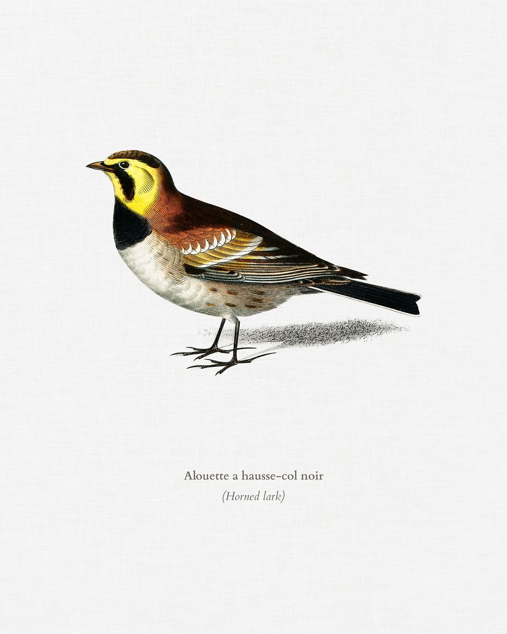Horned lark (Alouette a hausse-col noir) illustrated by Charles Dessalines D' Orbigny (1806-1876). Digitally enhanced from…