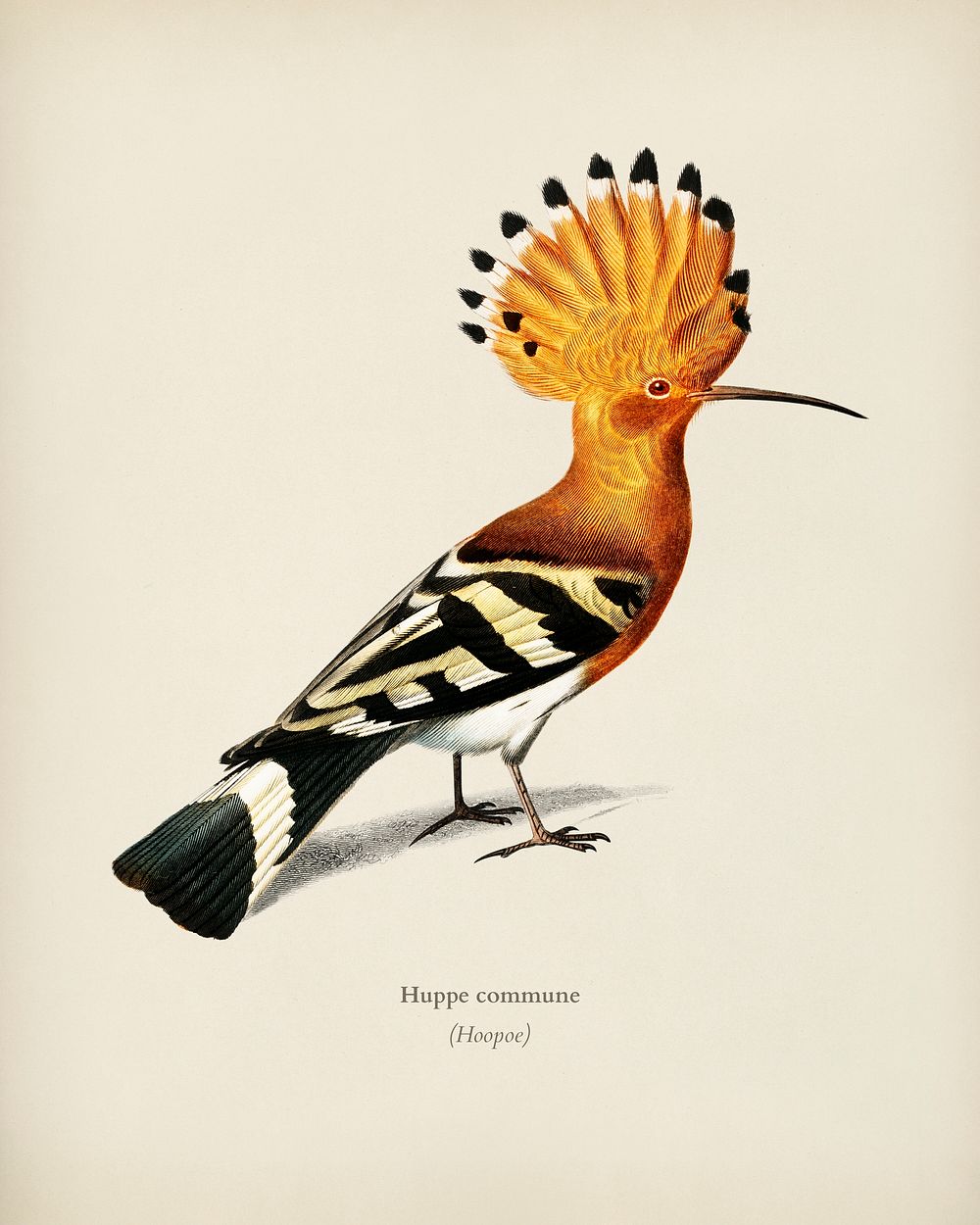 Huppe commune (Hoopoe) illustrated by Charles Dessalines D' Orbigny (1806-1876). Digitally enhanced from our own 1892…