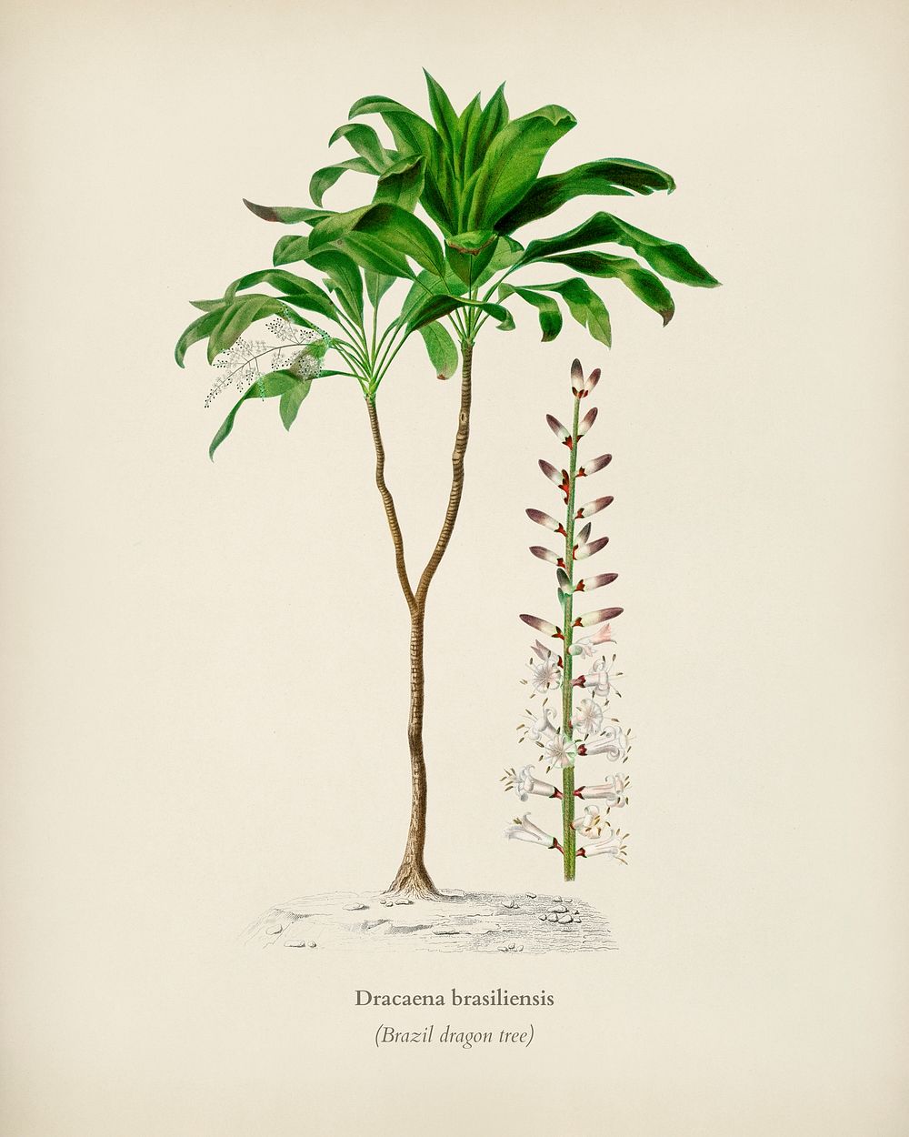 Dracaena brasiliensis illustrated by Charles Dessalines D' Orbigny (1806-1876). Digitally enhanced from our own 1892 edition…