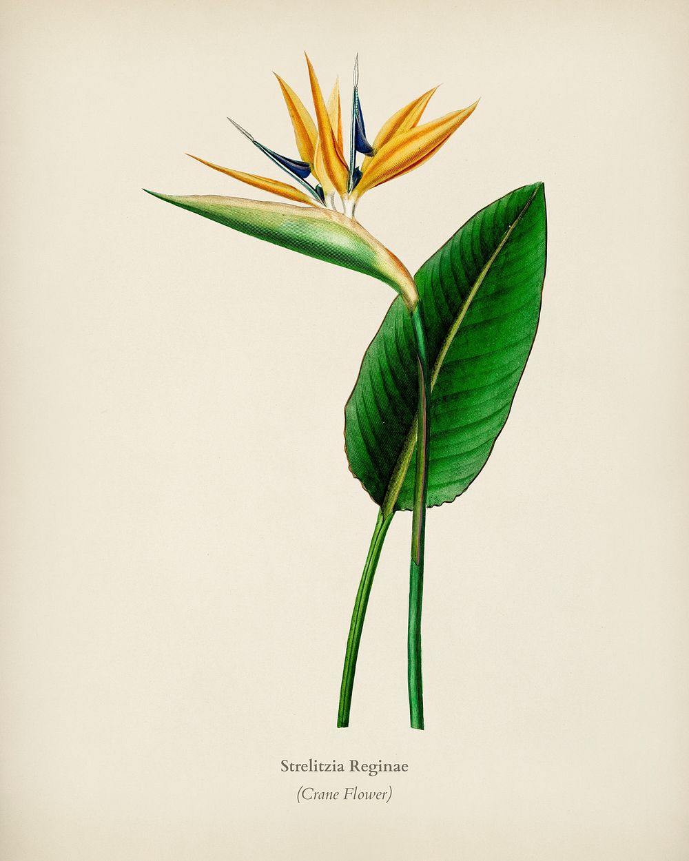 Bird of paradise (Strelitzia Reginae) illustrated by Charles Dessalines D' Orbigny (1806-1876). Digitally enhanced from our…