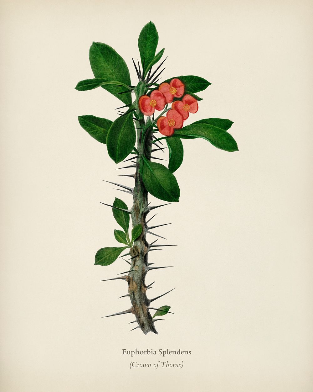 Euphorbia Splendens illustrated by Charles Dessalines D' Orbigny (1806-1876). Digitally enhanced from our own 1892 edition…