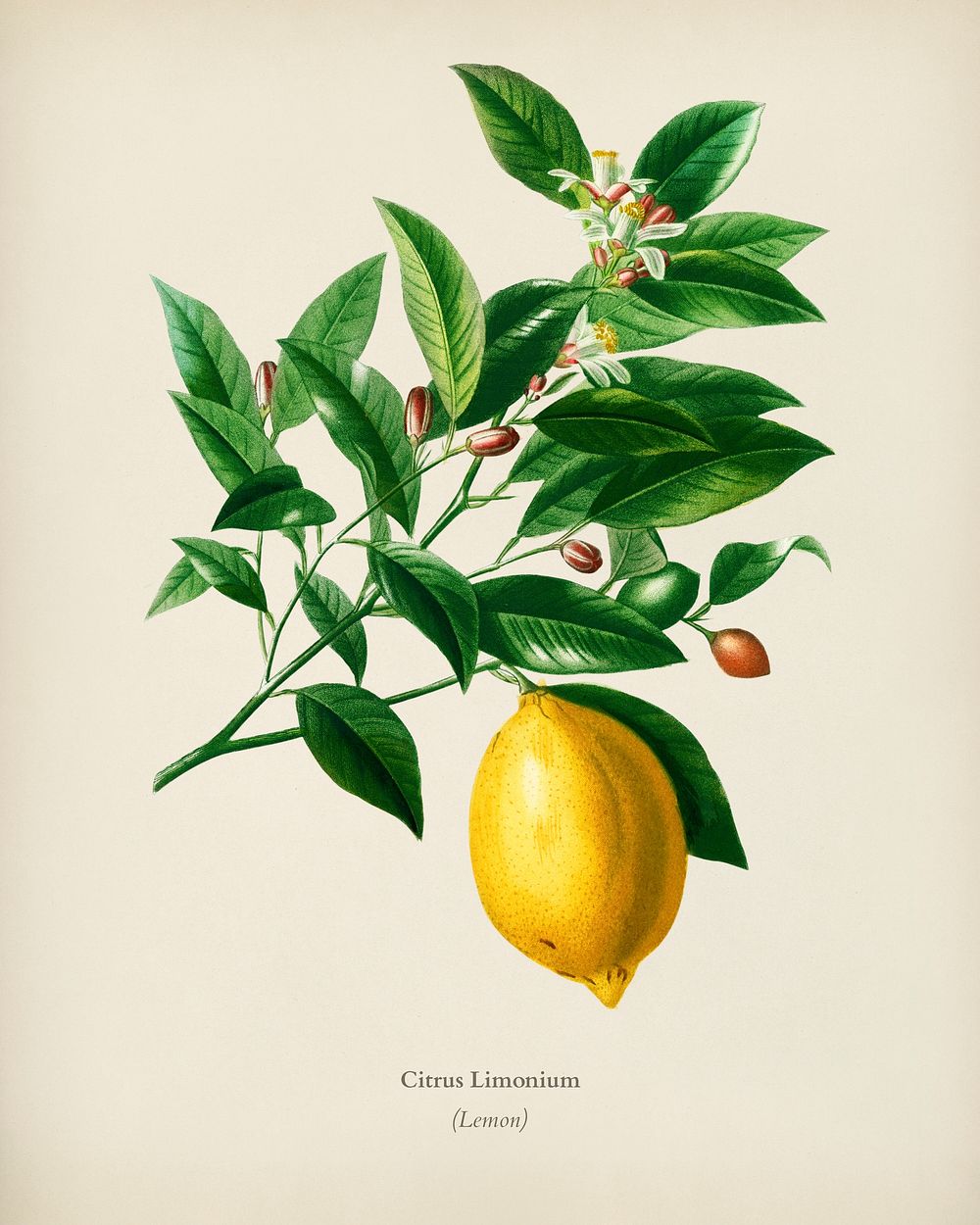 Lemon (Citrus Limonium) illustrated by Charles Dessalines D' Orbigny (1806-1876). Digitally enhanced from our own 1892…