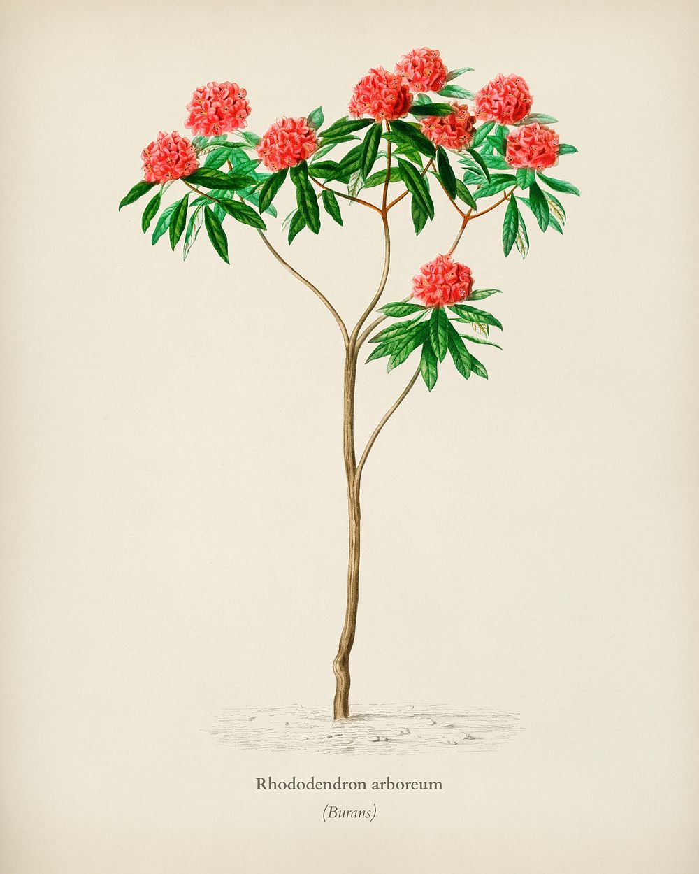 Rhododendron arboreum illustrated by Charles Dessalines D' Orbigny (1806-1876). Digitally enhanced from our own 1892 edition…