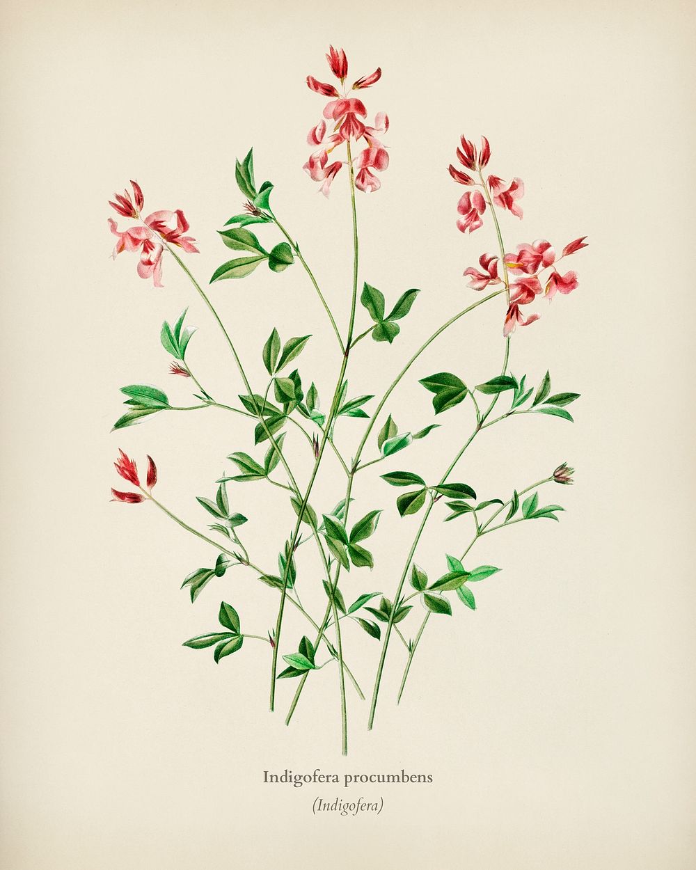 Indigofera procumbens illustrated by Charles Dessalines D' Orbigny (1806-1876). Digitally enhanced from our own 1892 edition…