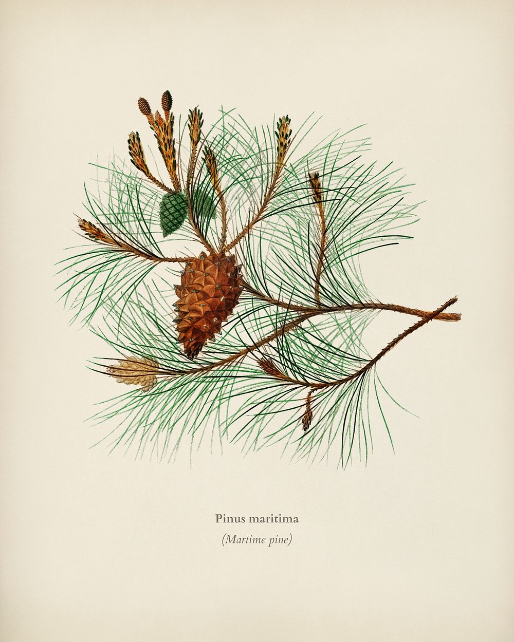 Martime pine (Pinus maritima) illustrated by Charles Dessalines D' Orbigny (1806-1876). Digitally enhanced from our own 1892…
