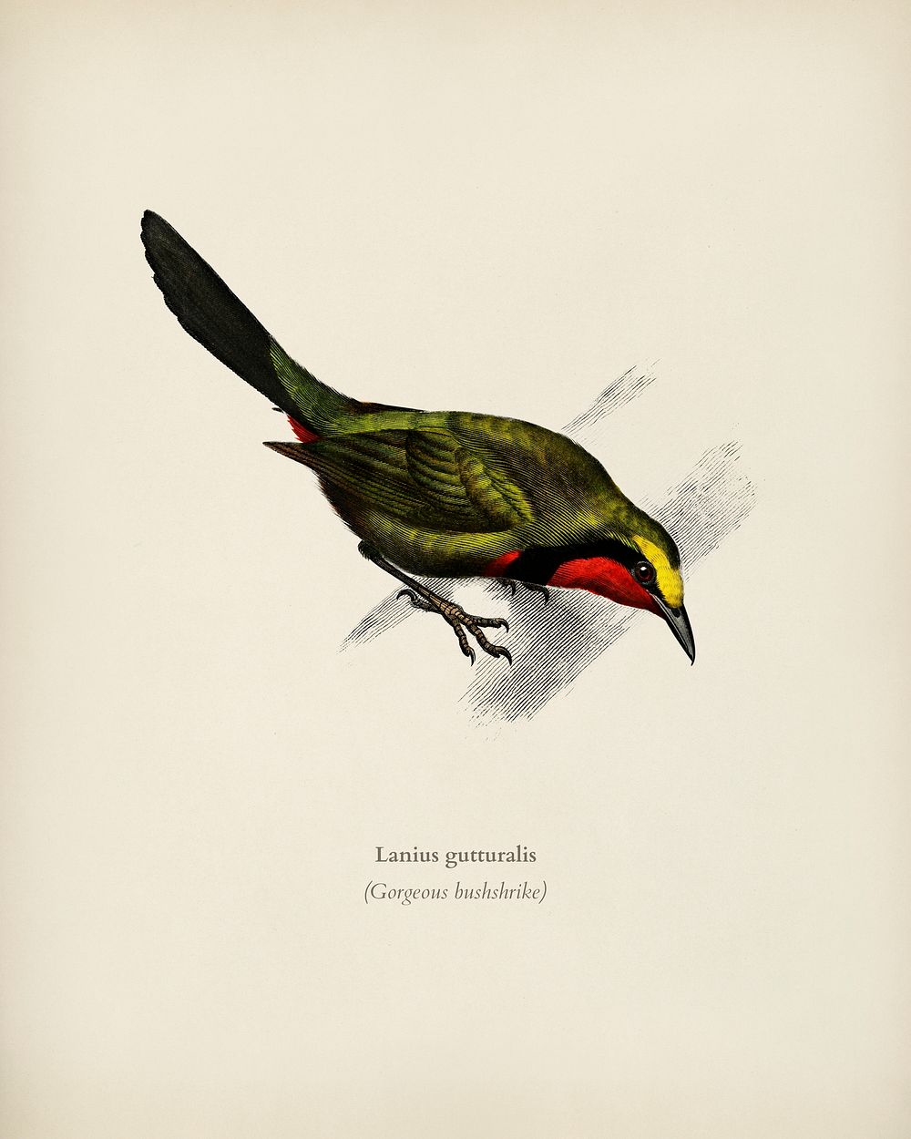 Lanius gutturalis illustrated by Charles Dessalines D' Orbigny (1806-1876). Digitally enhanced from our own 1892 edition of…