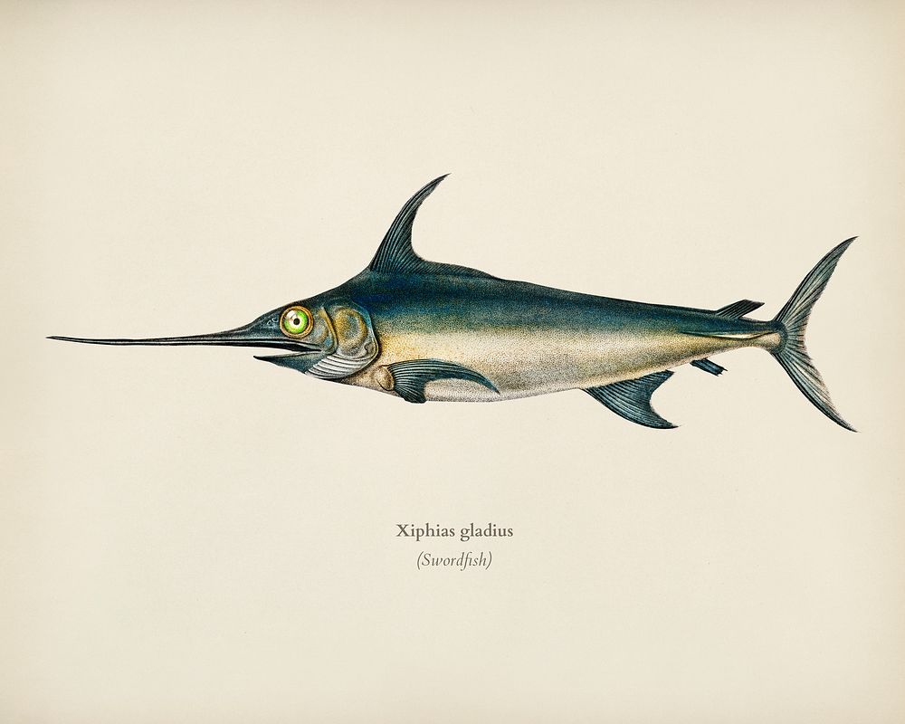 Swordfish (Xiphias gladius) illustrated by Charles Dessalines D' Orbigny (1806-1876). Digitally enhanced from our own 1892…