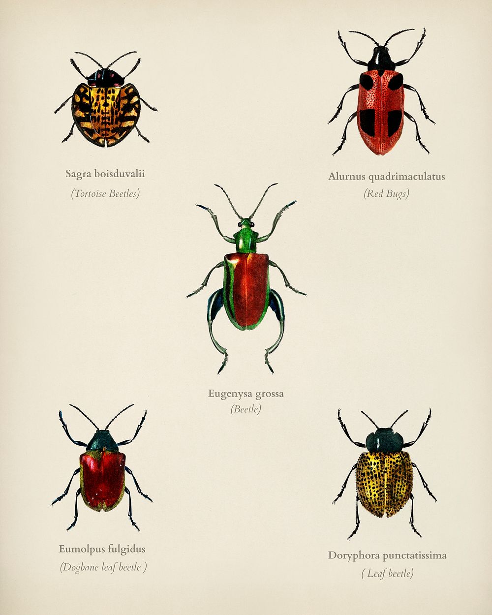 Different types of beetles illustrated by Charles Dessalines D' Orbigny (1806-1876). Digitally enhanced from our own 1892…