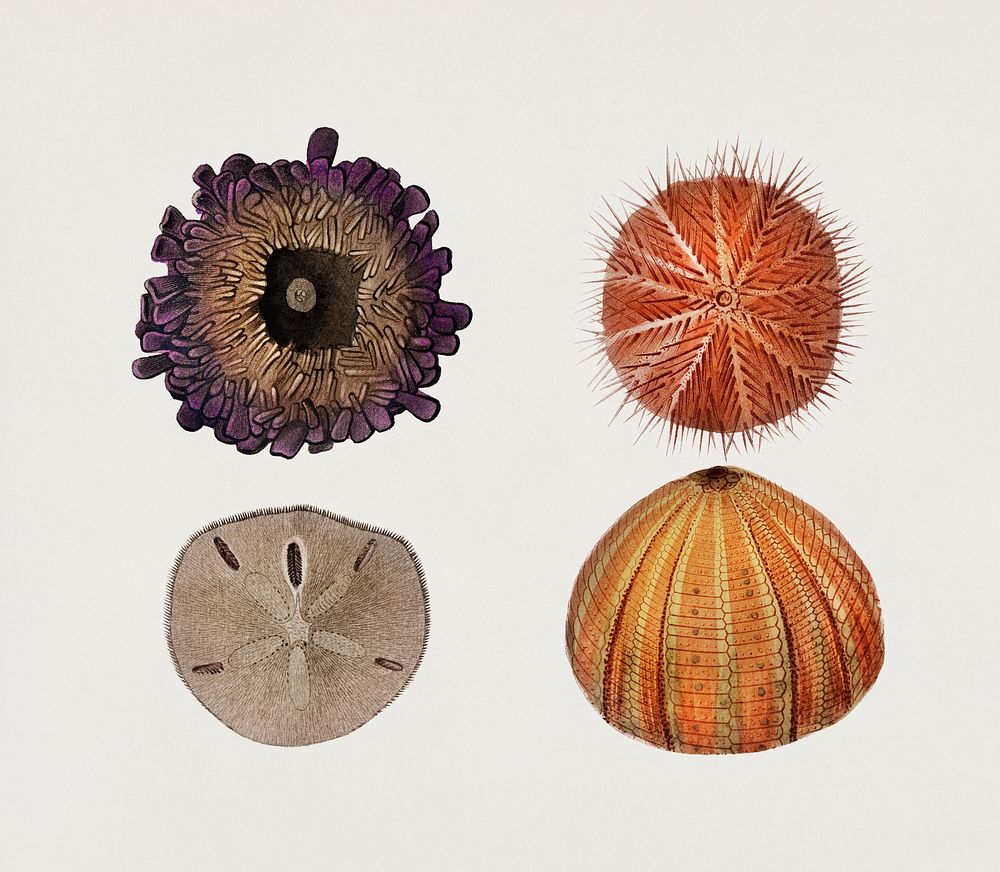 Different types of sea urchins illustrated by Charles Dessalines D' Orbigny (1806-1876). Digitally enhanced from our own…