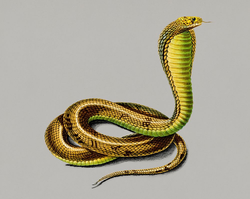 Vintage Illustration of Egyptian Cobra.