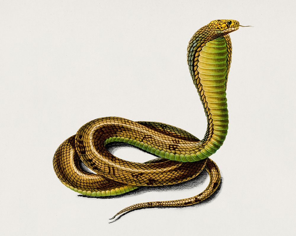 Egyptian Cobra (Naja Hoje) illustrated by Charles Dessalines D' Orbigny (1806-1876). Digitally enhanced from our own 1892…