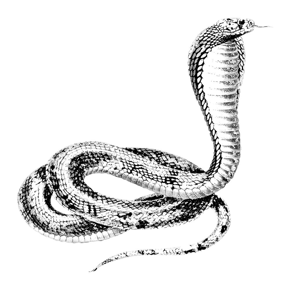 Vintage illustrations of Egyptian Cobra
