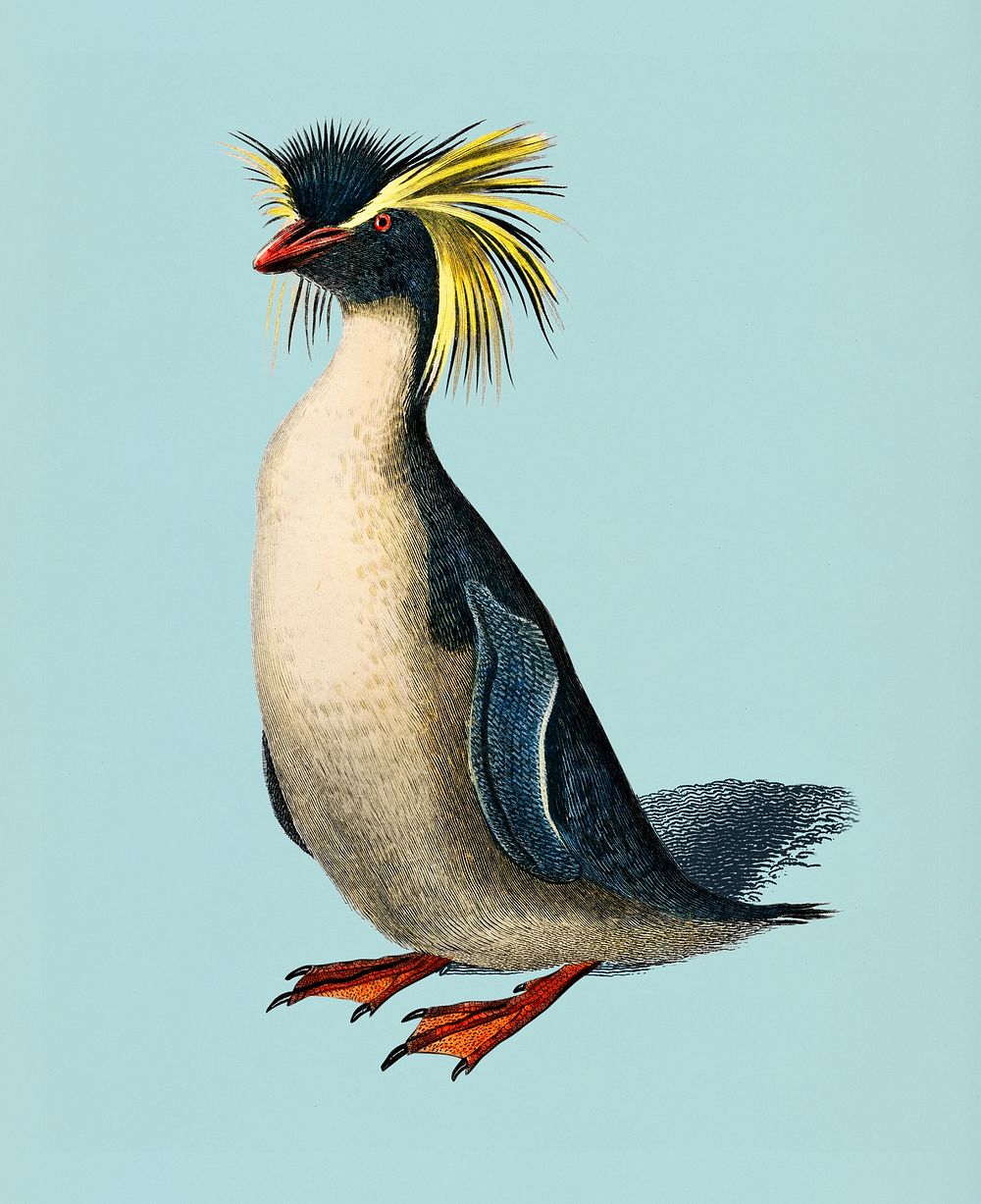 Vintage Illustration of Rockhopper penguin.