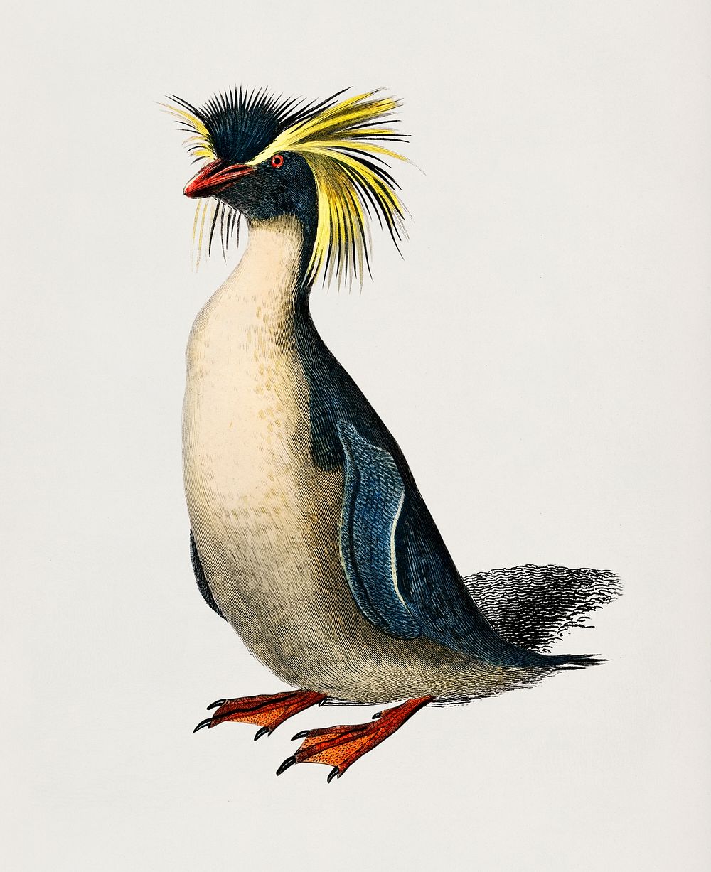 Rockhopper penguin (Eudyptes chrysocome) illustrated by Charles Dessalines D' Orbigny (1806-1876). Digitally enhanced from…