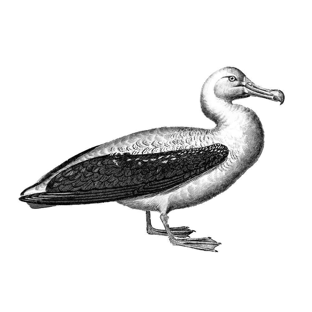 Vintage illustrations of Albatross