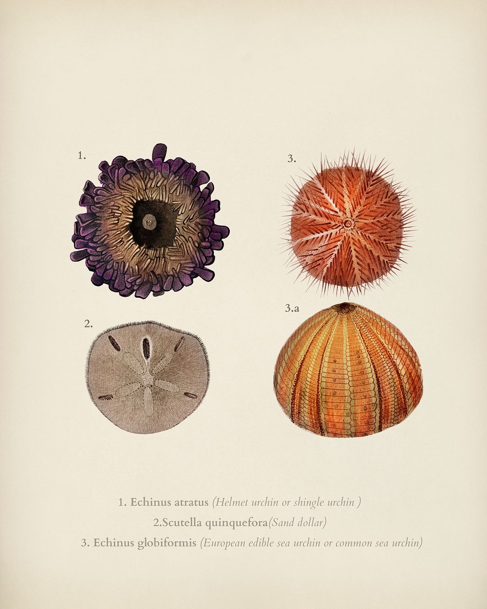 Different types of sea urcnhins illustrated by Charles Dessalines D' Orbigny (1806-1876). Digitally enhanced from our own…