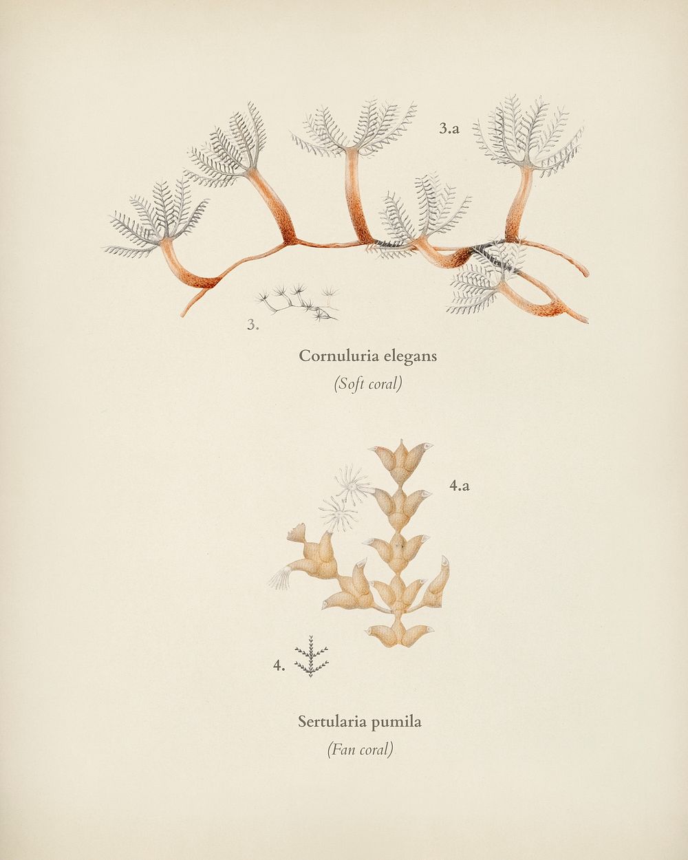 Different types of corals illustrated by Charles Dessalines D' Orbigny (1806-1876). Digitally enhanced from our own 1892…