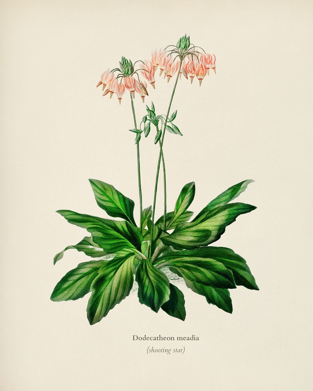 Dodecatheon meadia illustrated by Charles Dessalines D' Orbigny (1806-1876). Digitally enhanced from our own 1892 edition of…