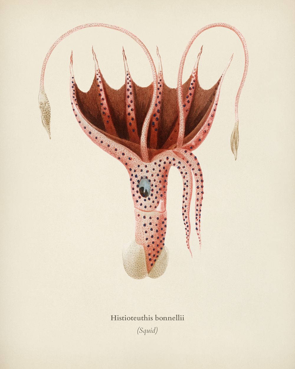 The umbrella squid (Histioteuthis bonnellii) illustrated by Charles Dessalines D' Orbigny (1806-1876). Digitally enhanced…