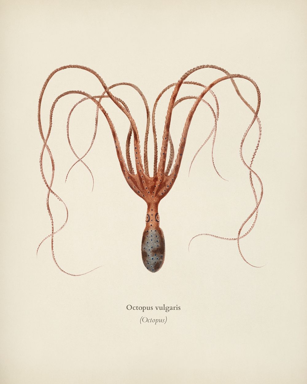 The common octopus (Octopus vulgaris) illustrated by Charles Dessalines D' Orbigny (1806-1876). Digitally enhanced from our…