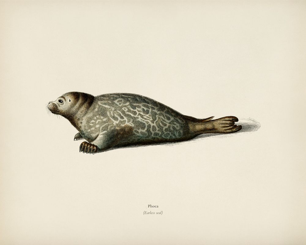 Phoca illustrated by Charles Dessalines D' Orbigny (1806-1876). Digitally enhanced from our own 1892 edition of Dictionnaire…