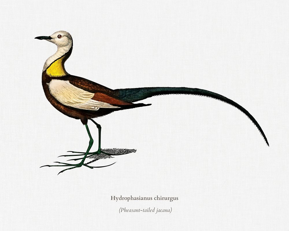 Pheasant-tailed jacana (Hydrophasianus chirurgus) illustrated by Charles Dessalines D' Orbigny (1806-1876). Digitally…