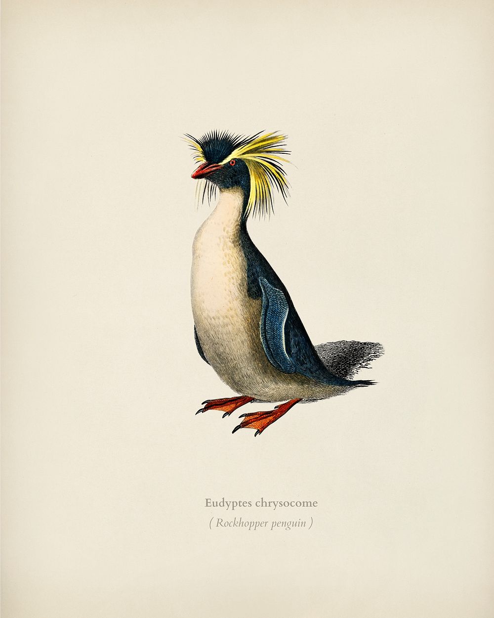 Rockhopper penguin (Eudyptes chrysocome) illustrated by Charles Dessalines D' Orbigny (1806-1876). Digitally enhanced from…