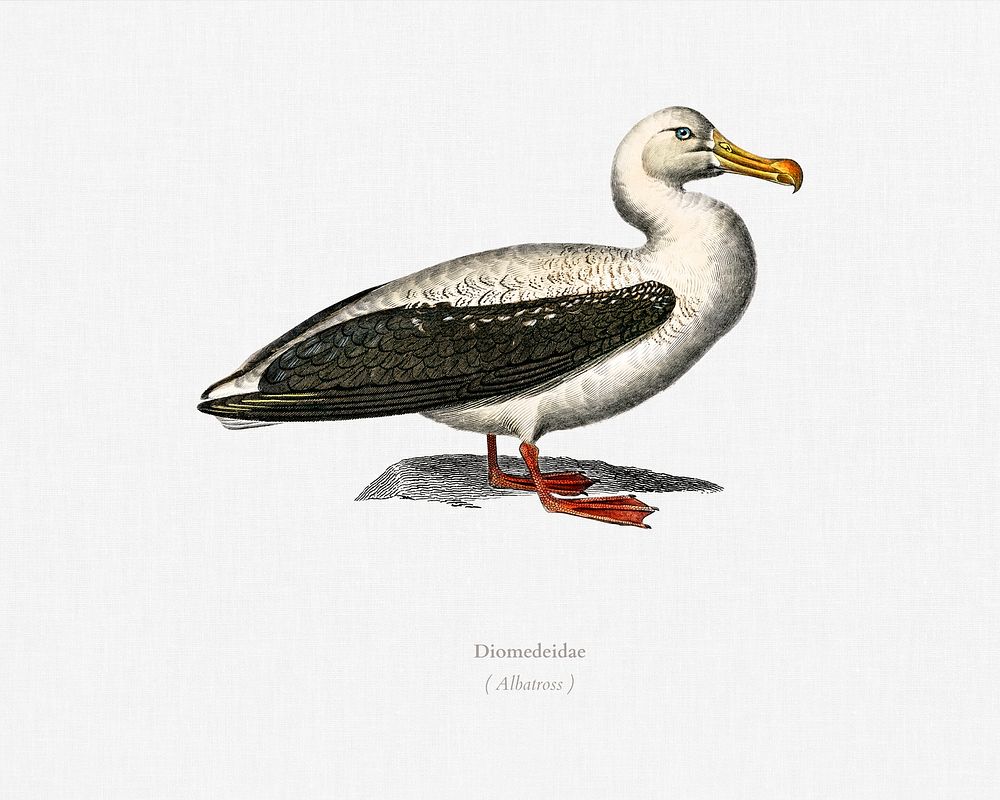 Albatross (Diomedeidae) illustrated by Charles Dessalines D' Orbigny (1806-1876). Digitally enhanced from our own 1892…