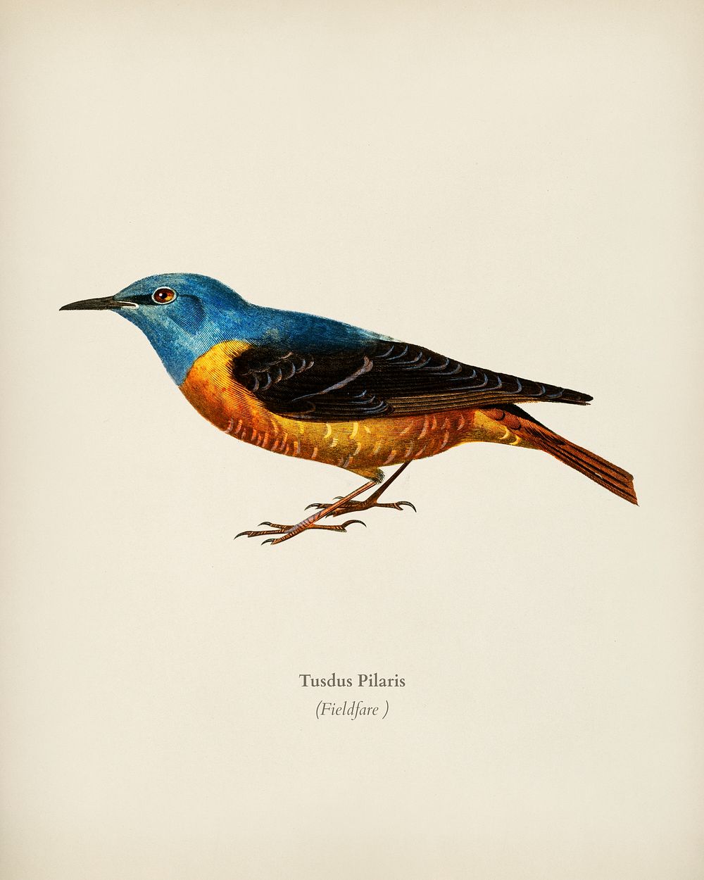 Fieldfare (Tusdus Pilaris) illustrated by Charles Dessalines D' Orbigny (1806-1876). Digitally enhanced from our own 1892…