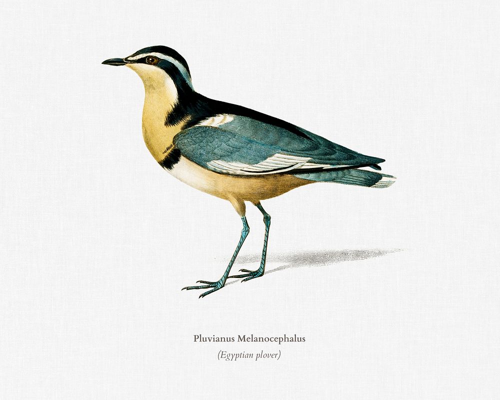 Egyptian plover (Pluvianus Melanocephalus) illustrated by Charles Dessalines D' Orbigny (1806-1876). Digitally enhanced from…