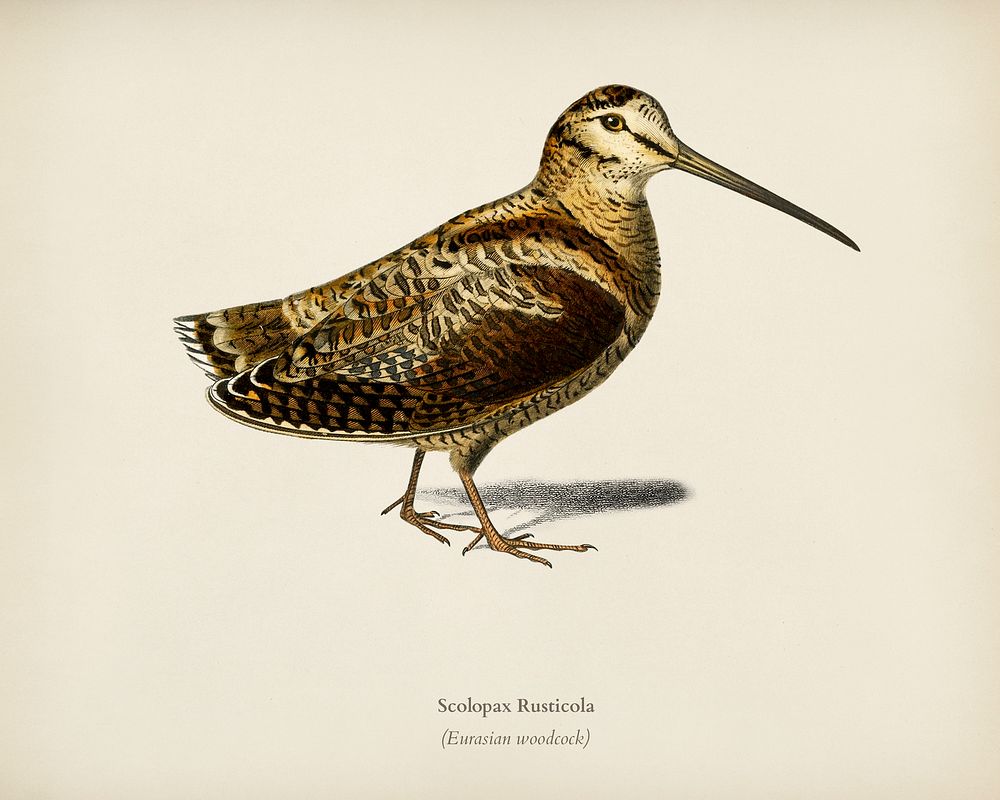 Eurasian Woodcock (Scolopax Rusticola) illustrated by Charles Dessalines D' Orbigny (1806-1876). Digitally enhanced from our…
