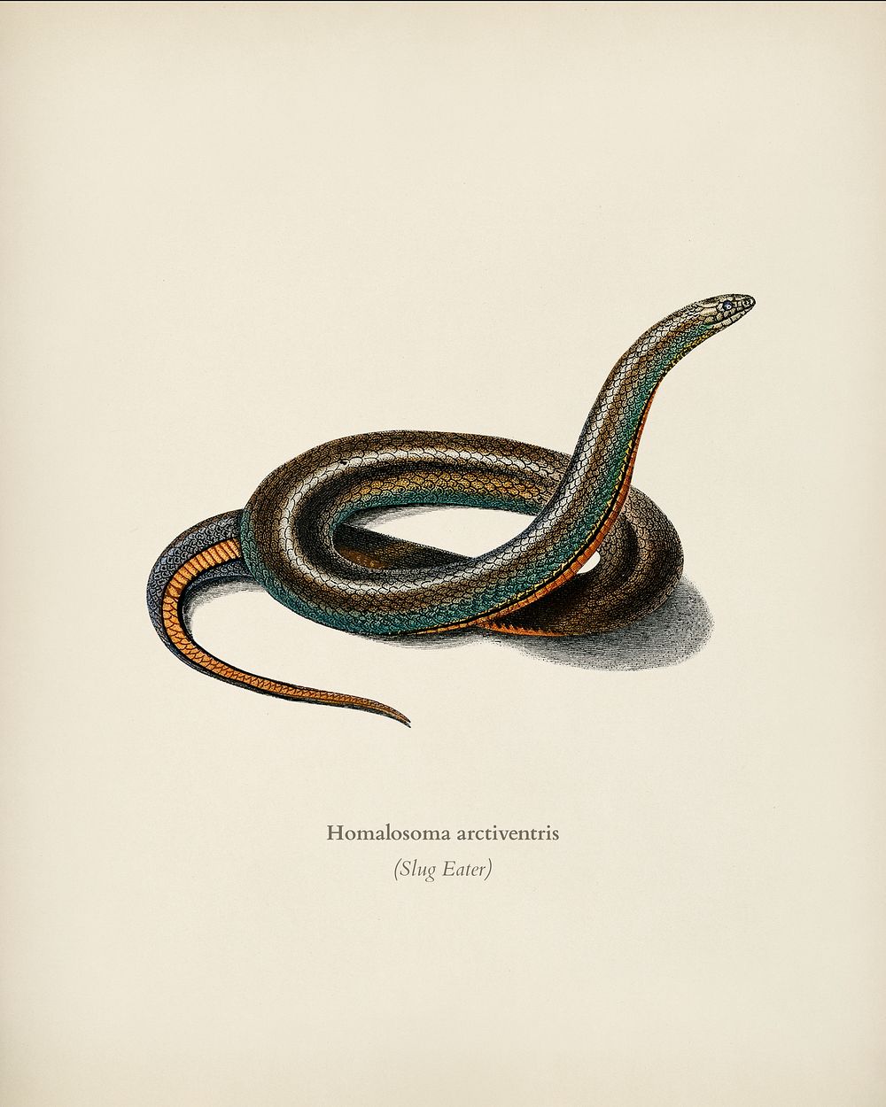 Slug Eater (Homalosoma arctiventris) by Charles Dessalines D' Orbigny (1806-1876). Digitally enhanced from our own 1892…