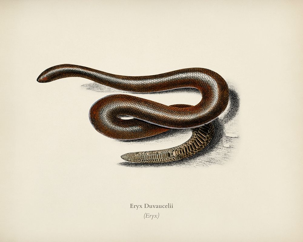 Eryx (Eryx Duvaucelii) illustrated by Charles Dessalines D' Orbigny (1806-1876). Digitally enhanced from our own 1892…