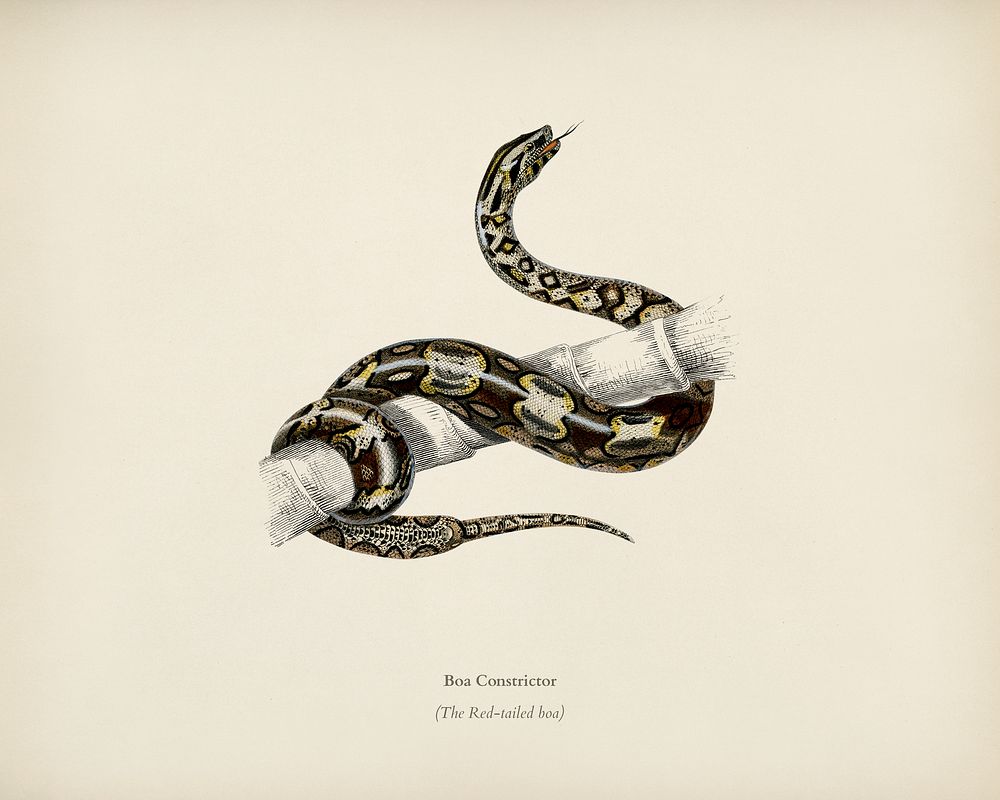 The Red-tailed boa (Boa Constrictor) illustrated by Charles Dessalines D' Orbigny (1806-1876). Digitally enhanced from our…