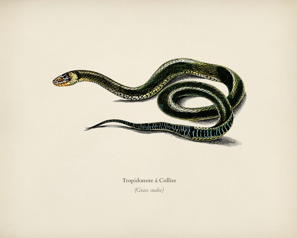 Grass Snake (Tropidonote &aacute; Collier) illustrated by Charles Dessalines D' Orbigny (1806-1876). Digitally enhanced from…
