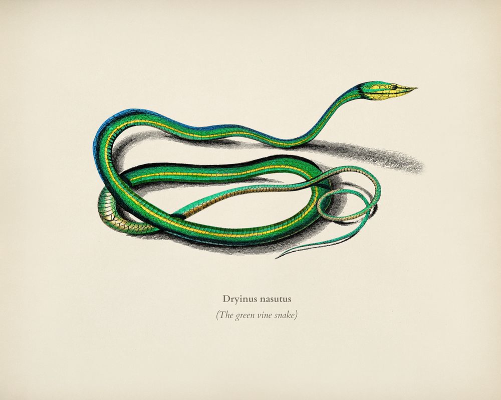The green vine snake (Dryinus Nasutus) illustrated by Charles Dessalines D' Orbigny (1806-1876). Digitally enhanced from our…