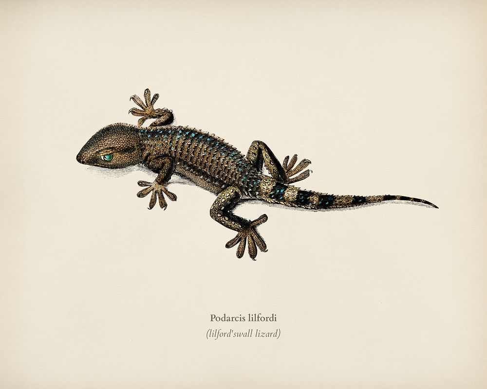 Lilford'swall lizard (Podarcis lilfordi) illustrated by Charles Dessalines D' Orbigny (1806-1876). Digitally enhanced from…