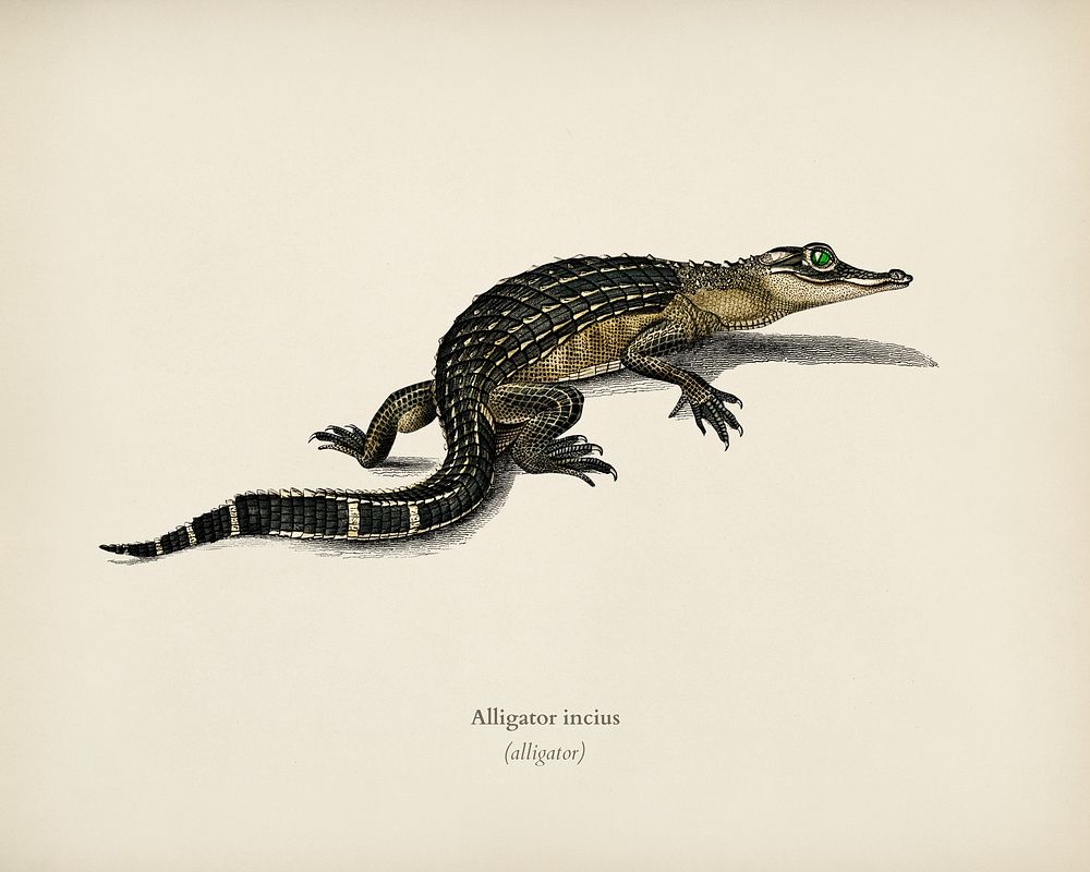 Alligator (Alligator incius) illustrated by Charles Dessalines D' Orbigny (1806-1876). Digitally enhanced from our own 1892…