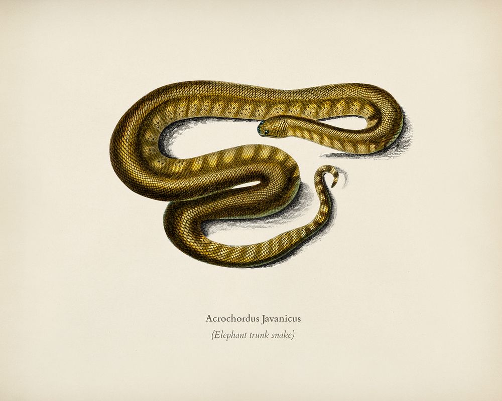 Elephant trunk snake (Acrochordus Javanicus) illustrated by Charles Dessalines D' Orbigny (1806-1876). Digitally enhanced…