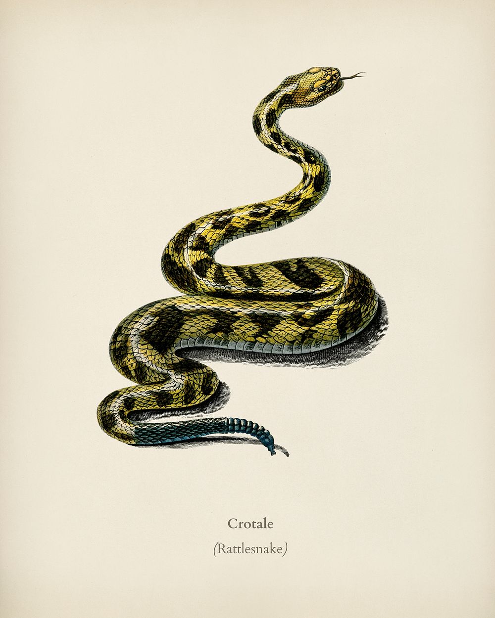 Rattlesnake (Crotale) illustrated by Charles Dessalines D' Orbigny (1806-1876). Digitally enhanced from our own 1892 edition…