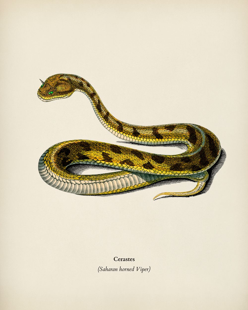 Saharan horned Viper (Cerastes) illustrated by Charles Dessalines D' Orbigny (1806-1876). Digitally enhanced from our own…
