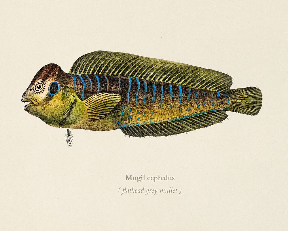 Flathead grey mullet (Mugil cephalus) illustrated by Charles Dessalines D' Orbigny (1806-1876). Digitally enhanced from our…