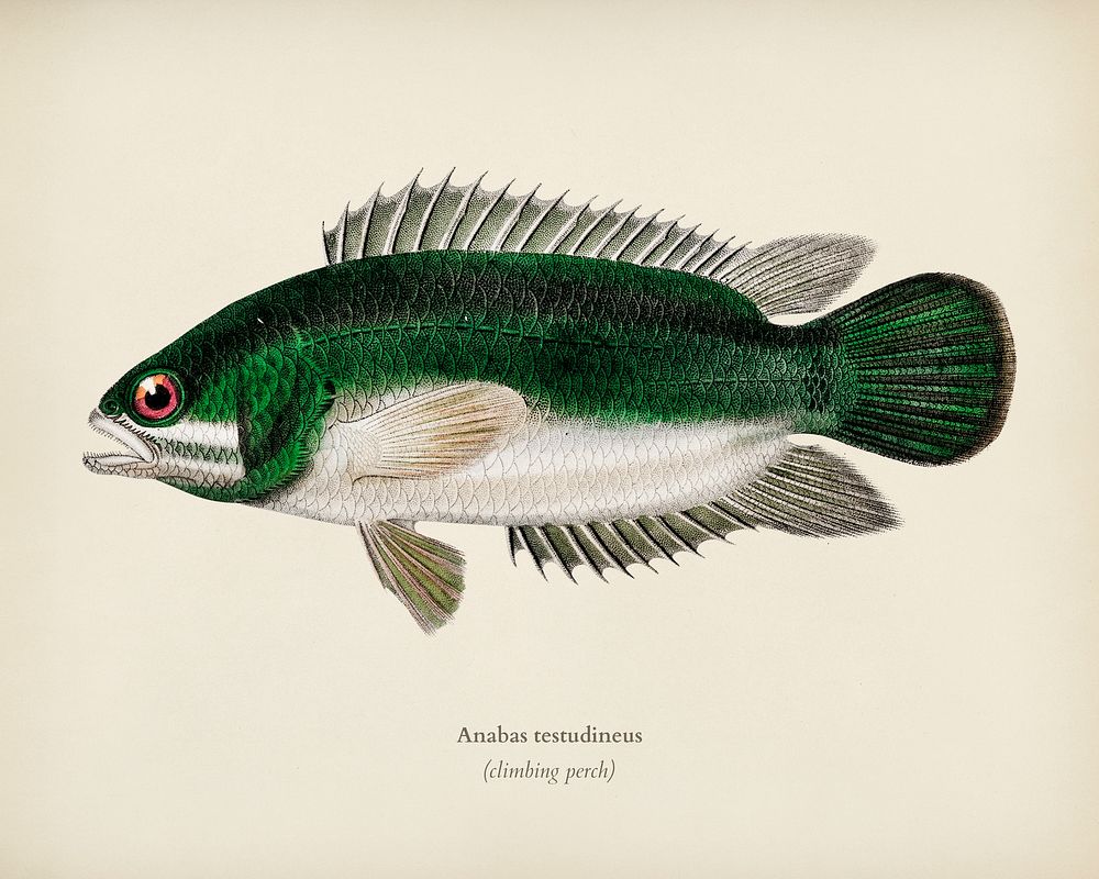 Climbing perch (Anabas testudineus) illustrated by Charles Dessalines D' Orbigny (1806-1876). Digitally enhanced from our…