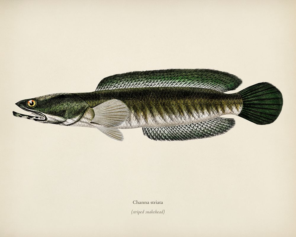 Striped snakehead (Channa striata) illustrated by Charles Dessalines D' Orbigny (1806-1876). Digitally enhanced from our own…