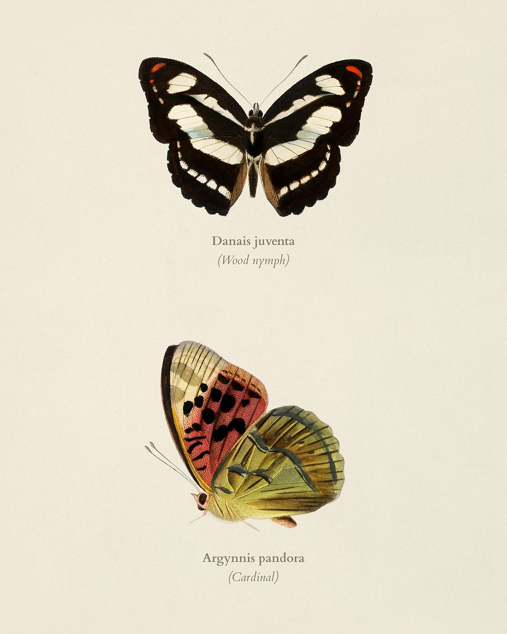 Collection of butterflies illustrated by Charles Dessalines D' Orbigny (1806-1876). Digitally enhanced from our own 1892…