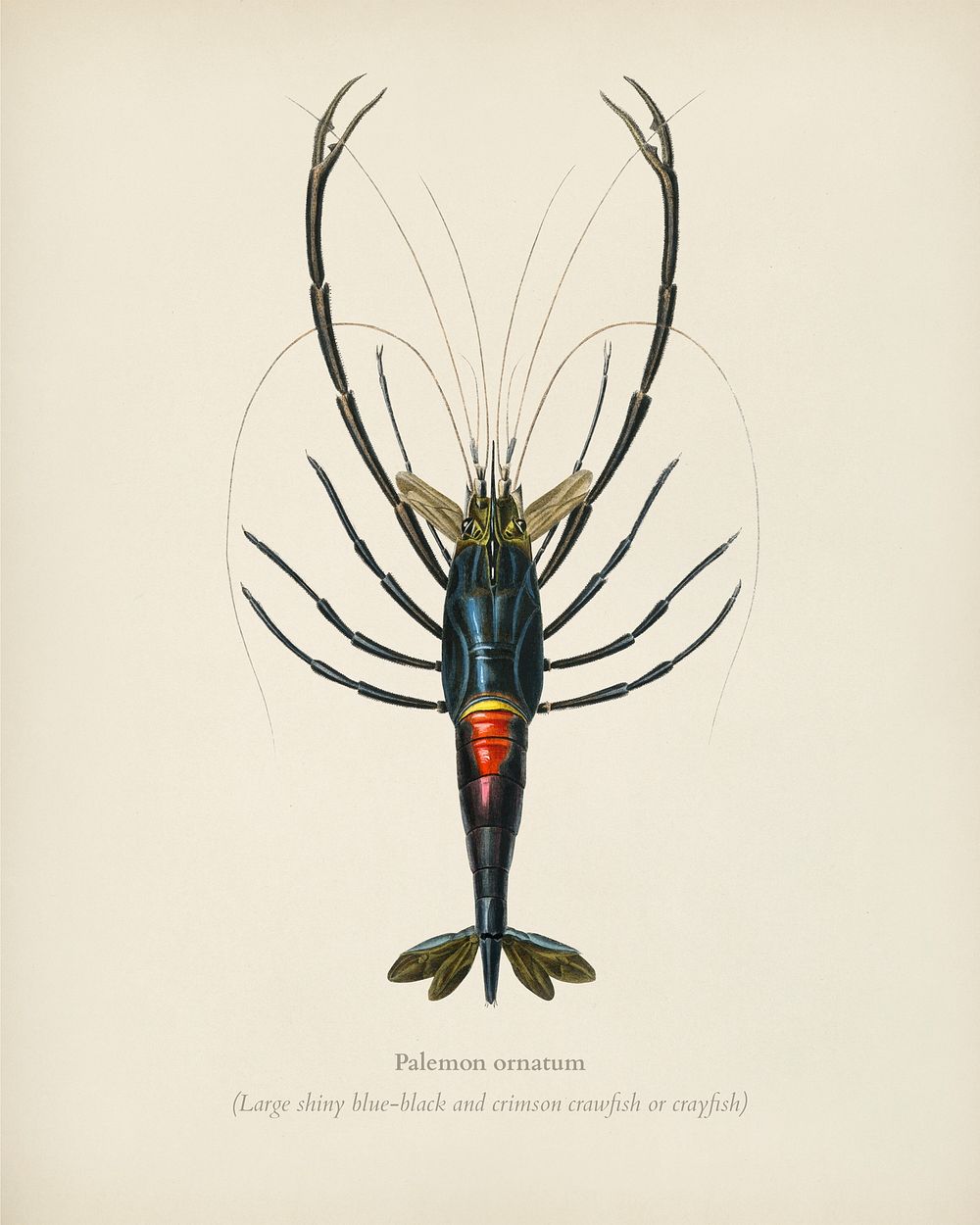 Crimson Crawfish (Palemon Ornatum) illustrated by Charles Dessalines D' Orbigny (1806-1876). Digitally enhanced from our own…