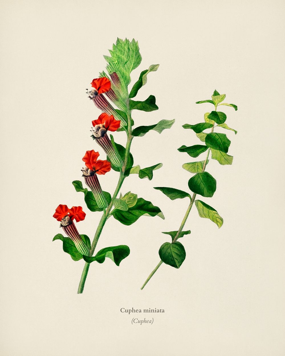 Cuphea miniata illustrated by Charles Dessalines D' Orbigny (1806-1876). Digitally enhanced from our own 1892 edition of…