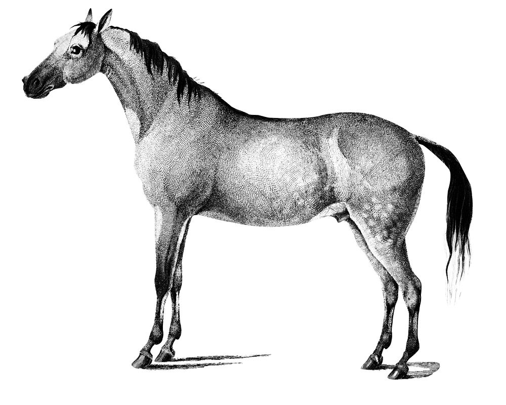 Vintage illustrations of Horse