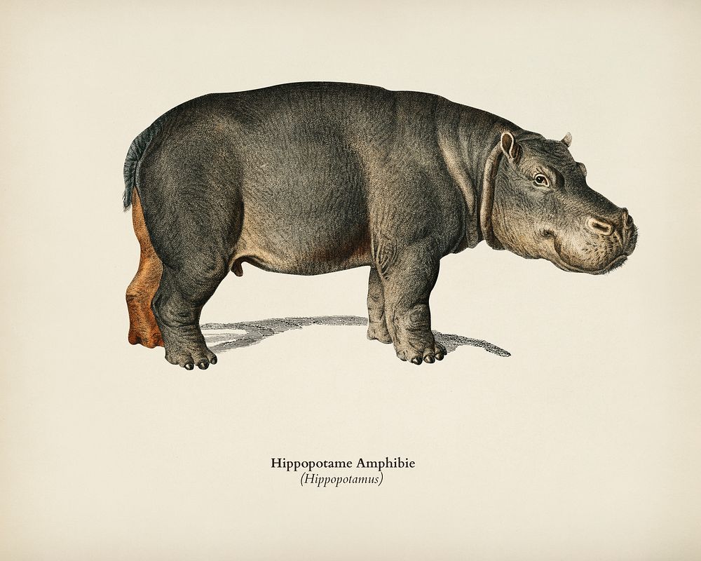 Hippopotamus (Hippopotame Amphibie) illustrated by Charles Dessalines D' Orbigny (1806-1876). Digitally enhanced from our…